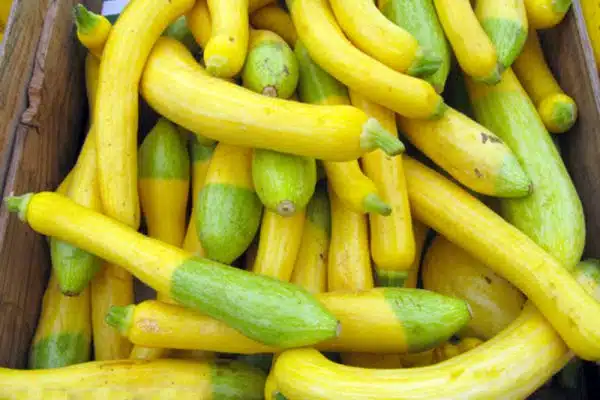 Calories dans la courgette : légère et nutritive, un choix sain