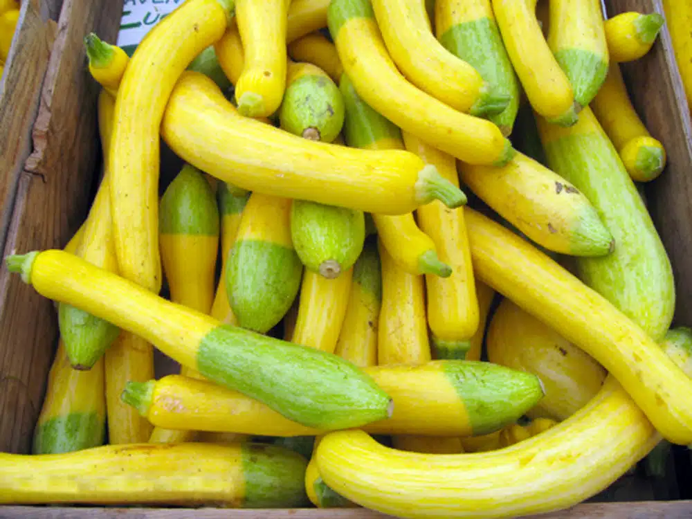 Calories dans la courgette : légère et nutritive, un choix sain